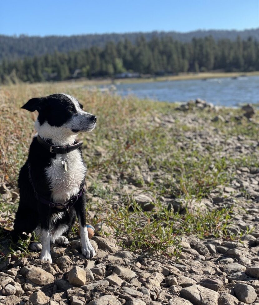 dog at lake