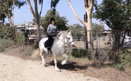 Horseback Riding (canter / trot / jump)